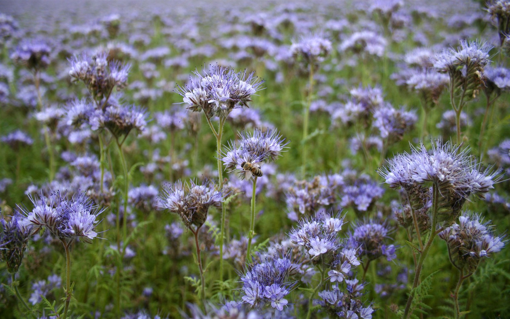 Láska Bee květin tapety (1) #18 - 1680x1050