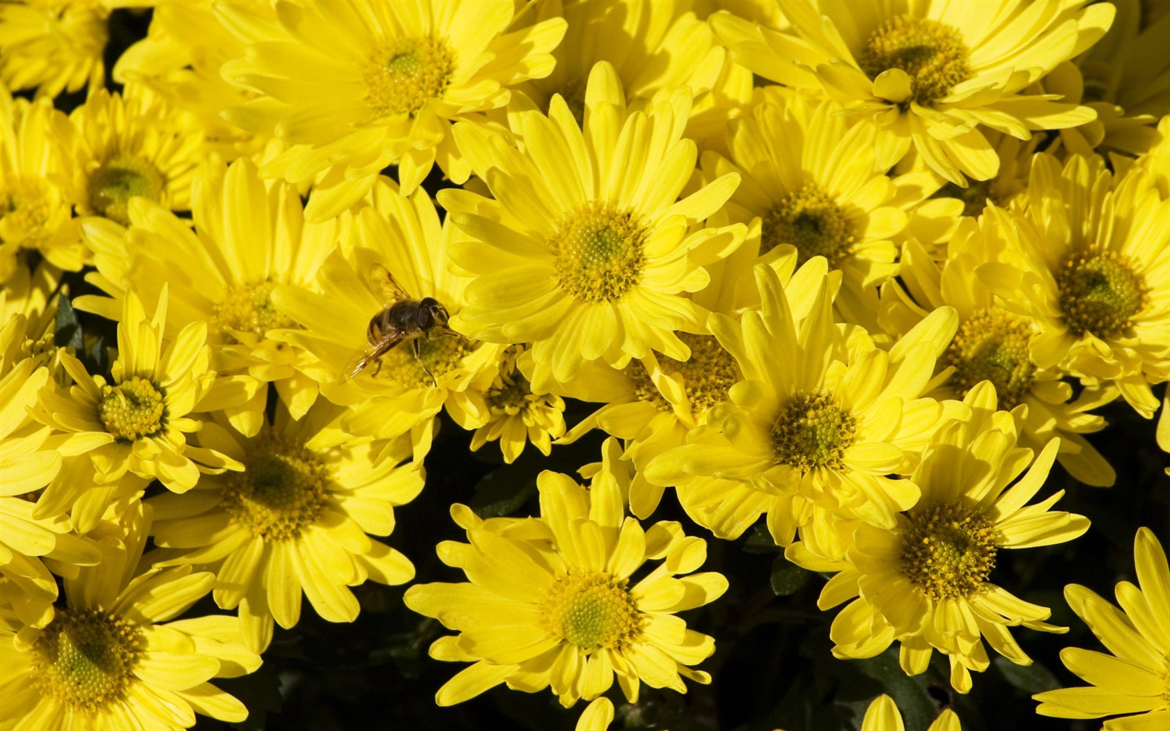 Láska Bee Květina tapetu (2) #4 - 1680x1050