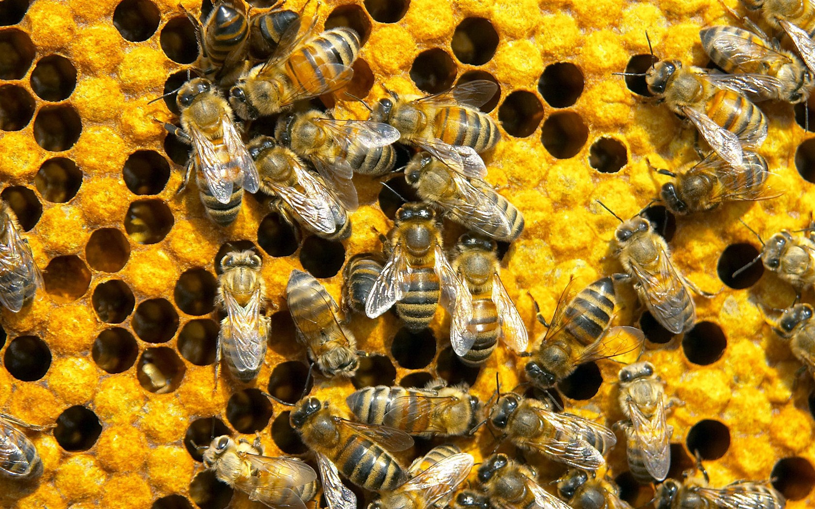 Láska Bee Květina tapetu (2) #11 - 1680x1050