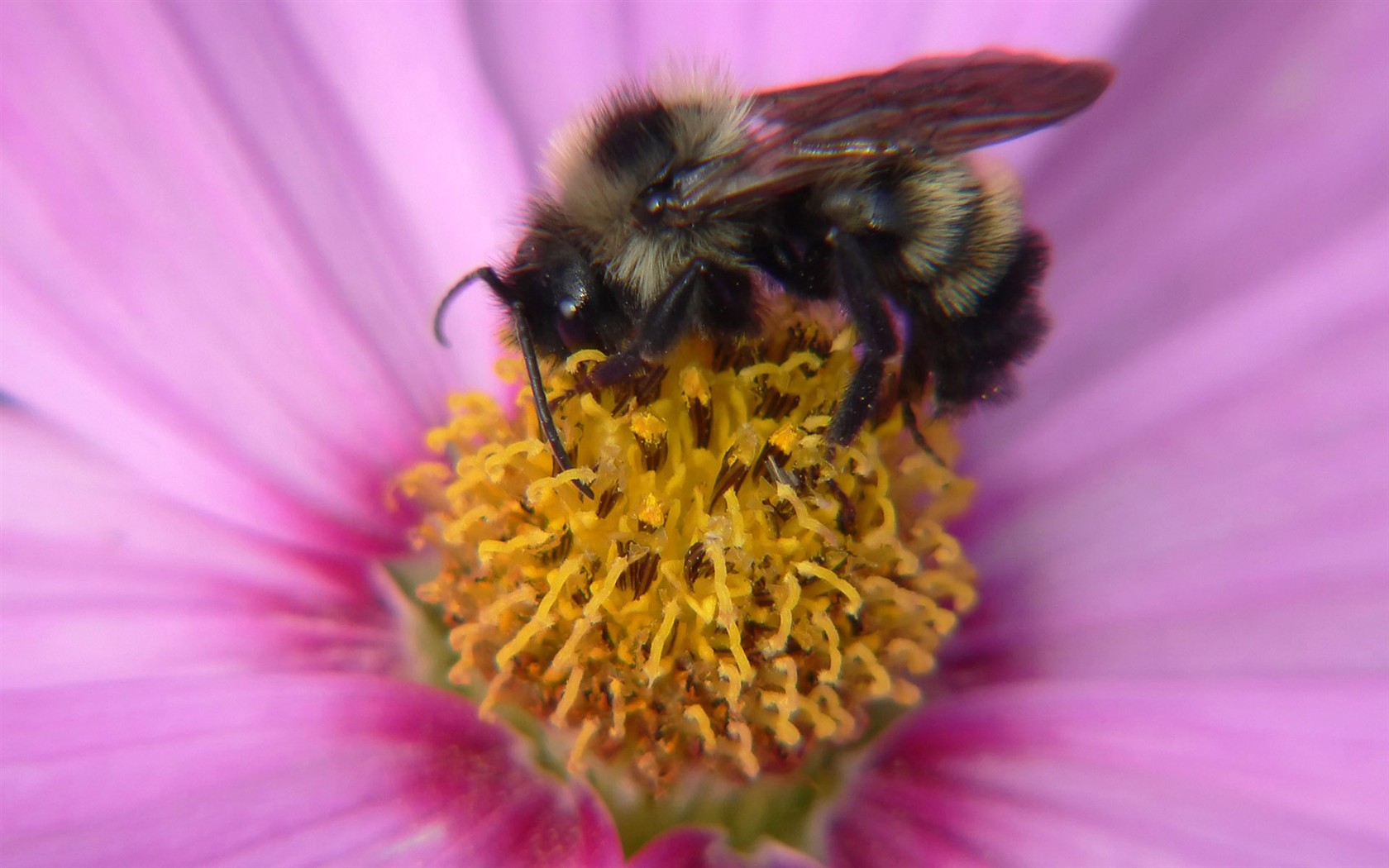 Láska Bee Květina tapetu (2) #20 - 1680x1050