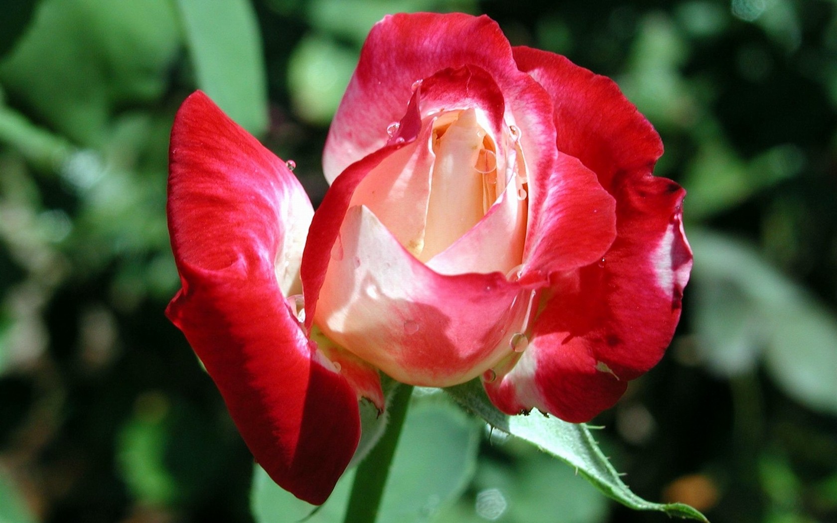Rose foto super tapetu #2 - 1680x1050