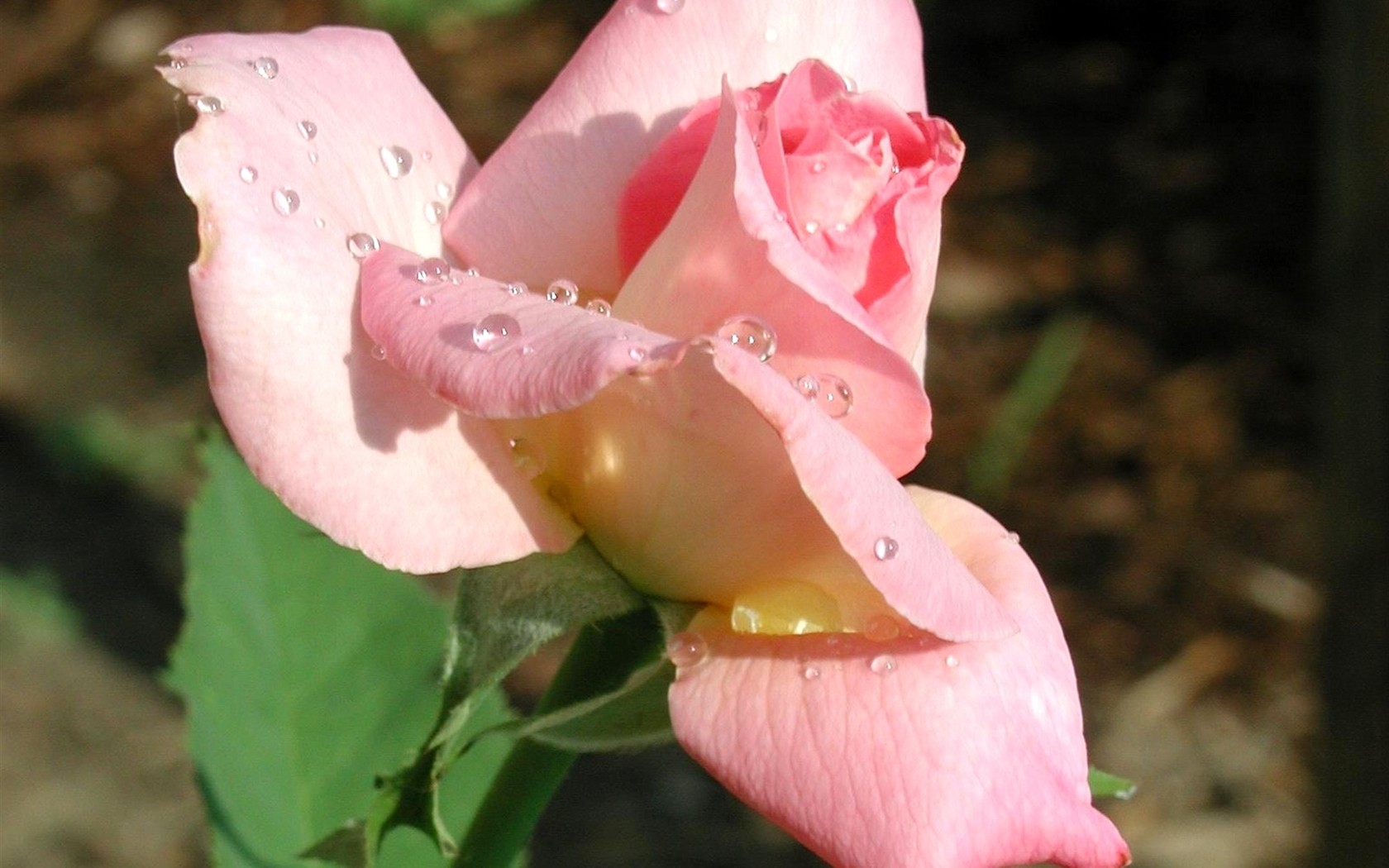 Rose photo super wallpaper #6 - 1680x1050