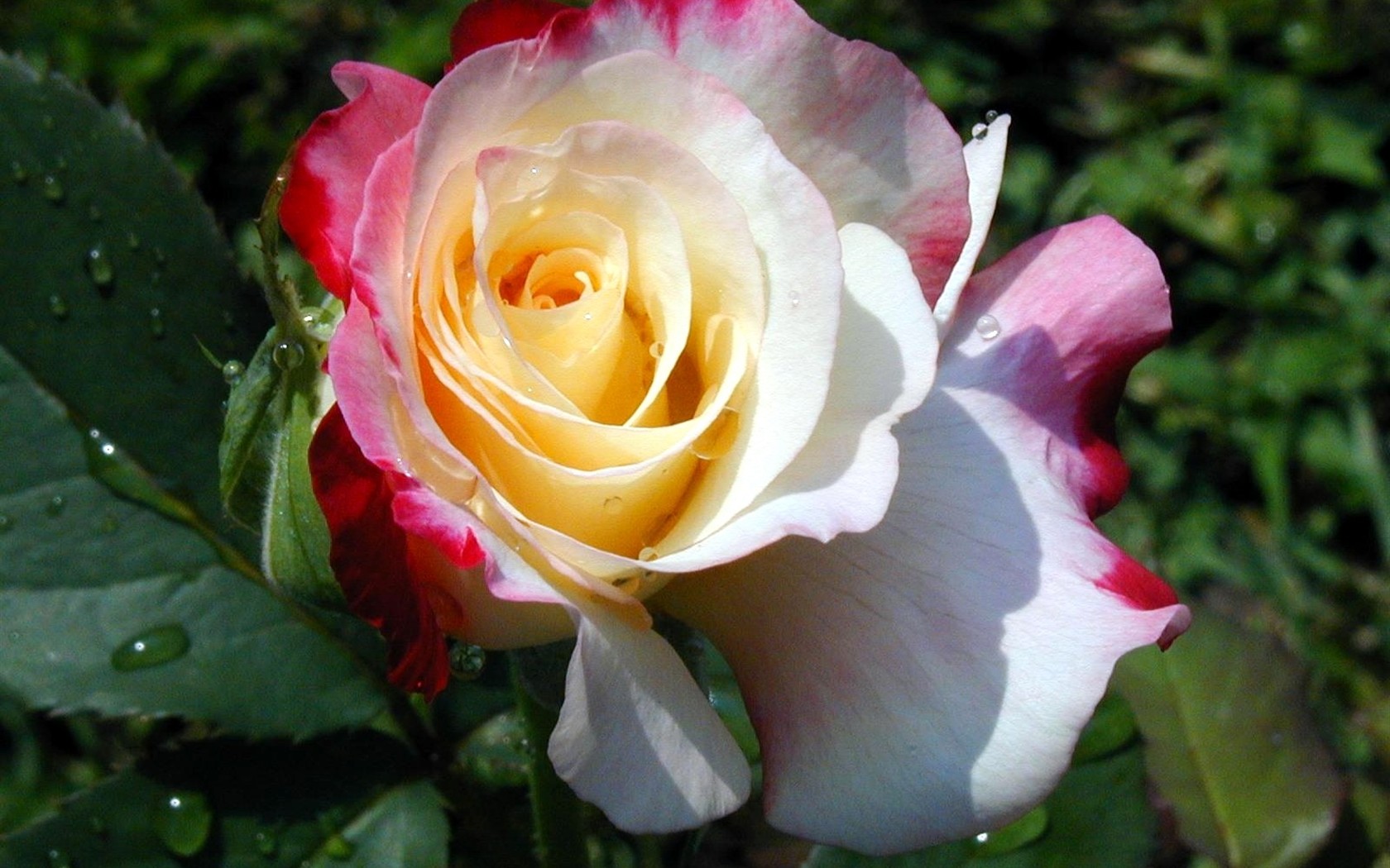 Rose foto super tapetu #8 - 1680x1050