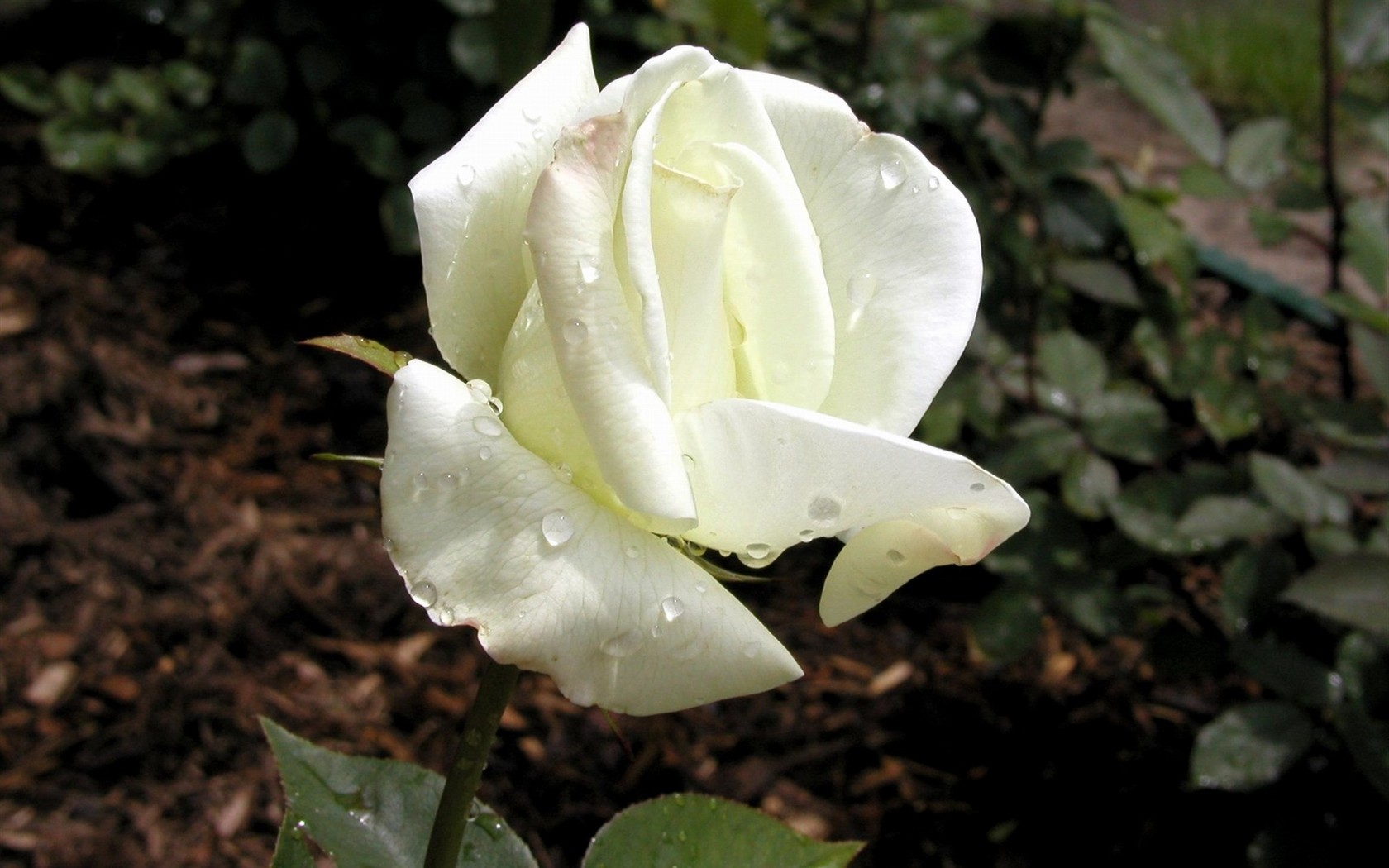 Rose foto super tapetu #18 - 1680x1050