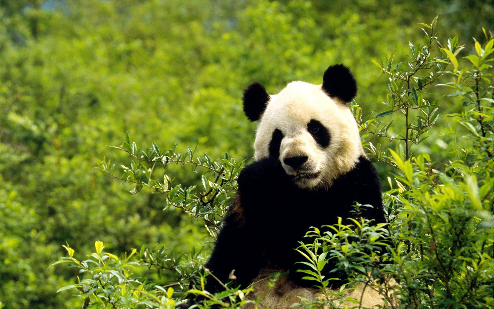 Panda wallpaper album #8 - 1680x1050