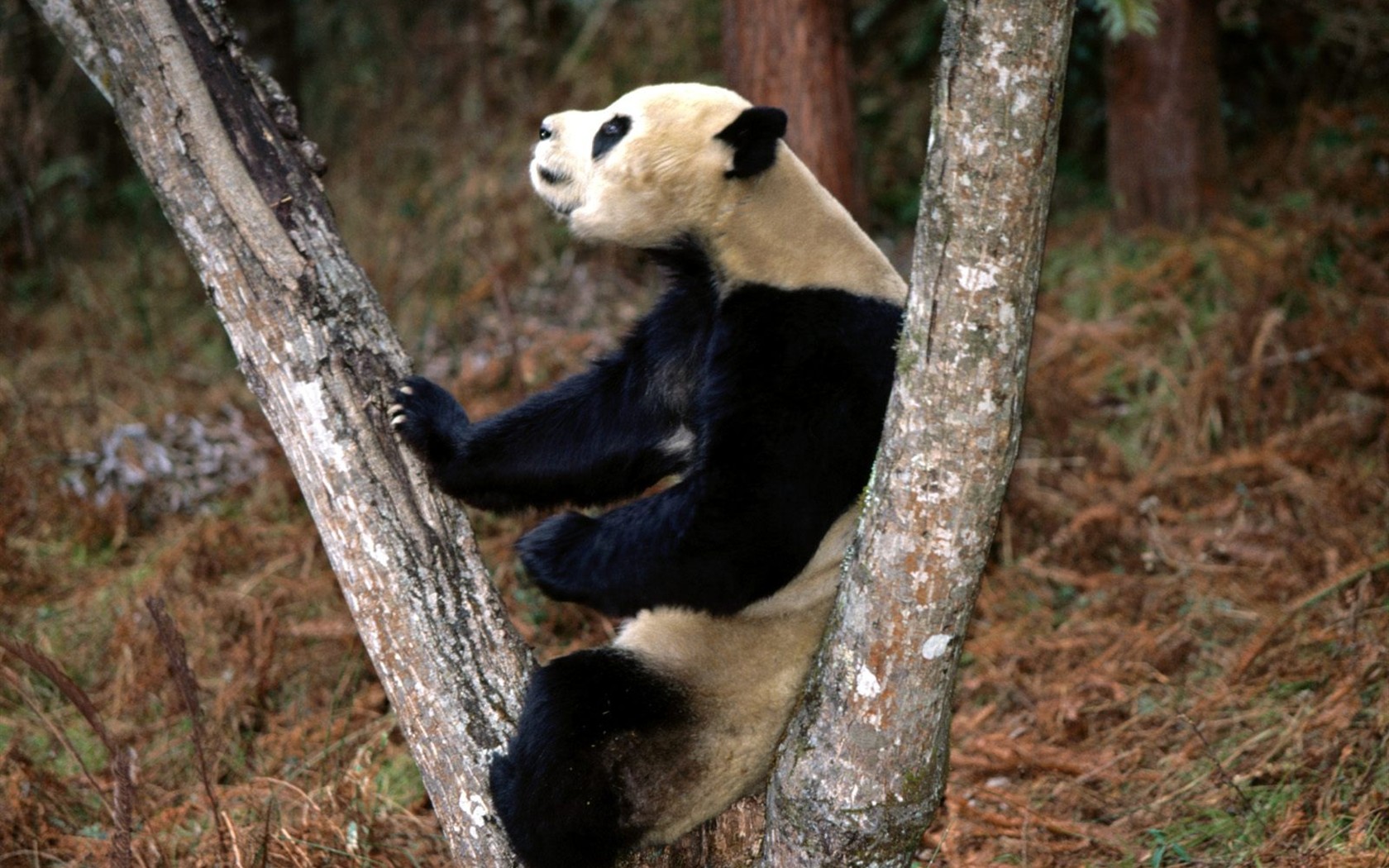 国宝熊猫壁纸专辑10 - 1680x1050