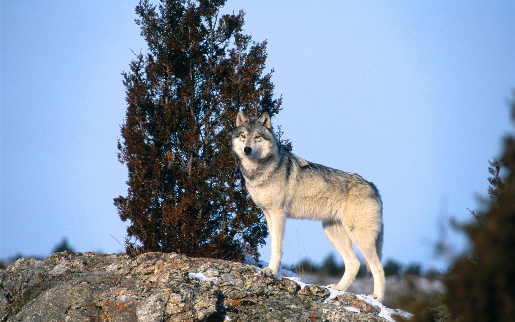 Wolf Wallpaper Album #15 - 1680x1050