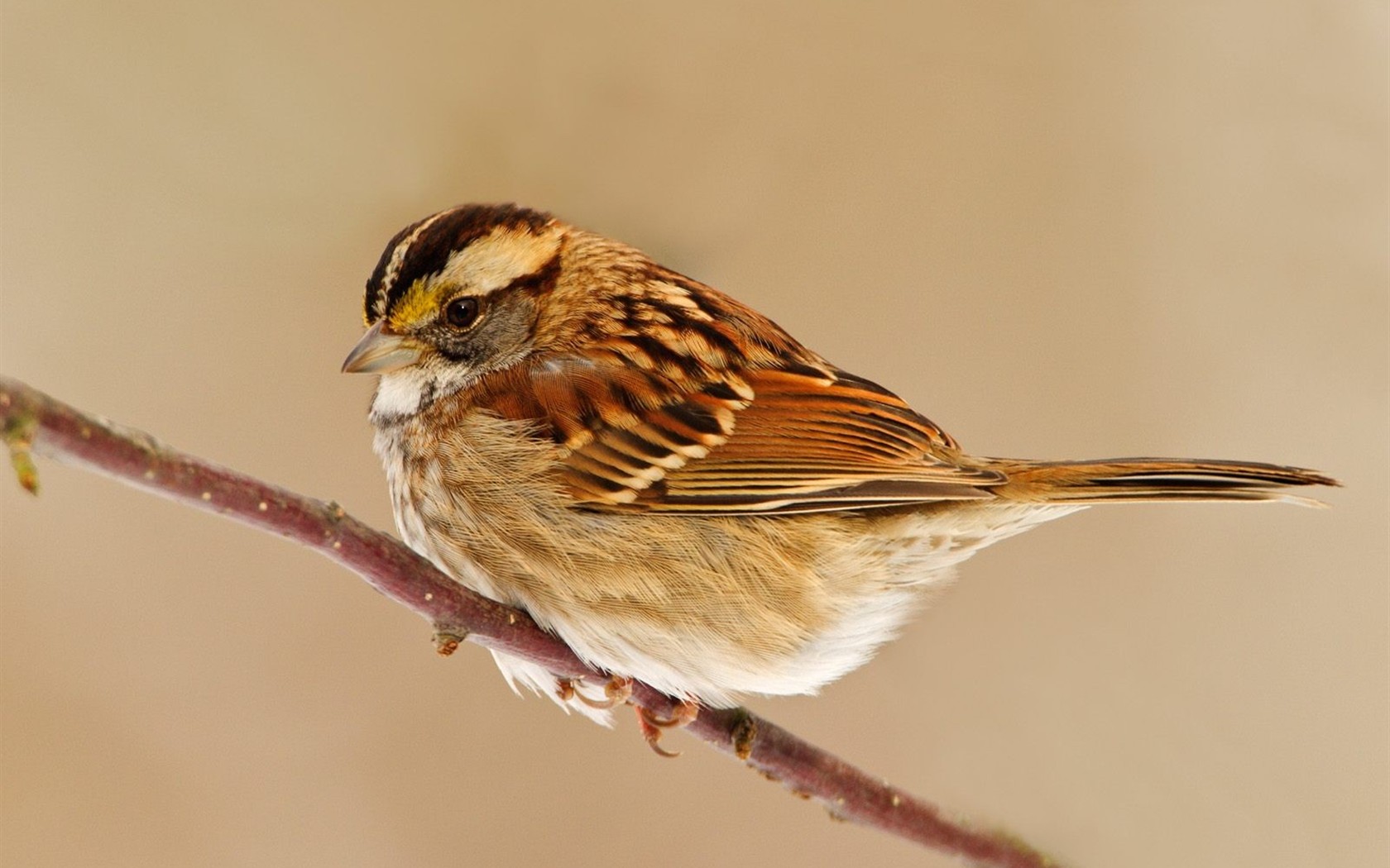 Lovely bird photo wallpaper #5 - 1680x1050