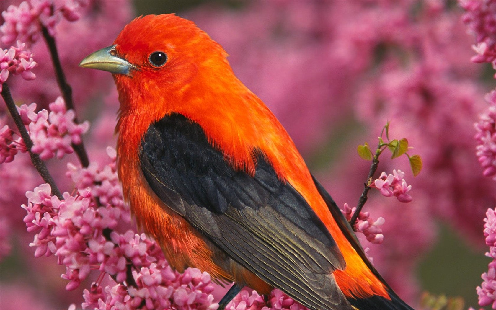Lovely bird photo wallpaper #20 - 1680x1050