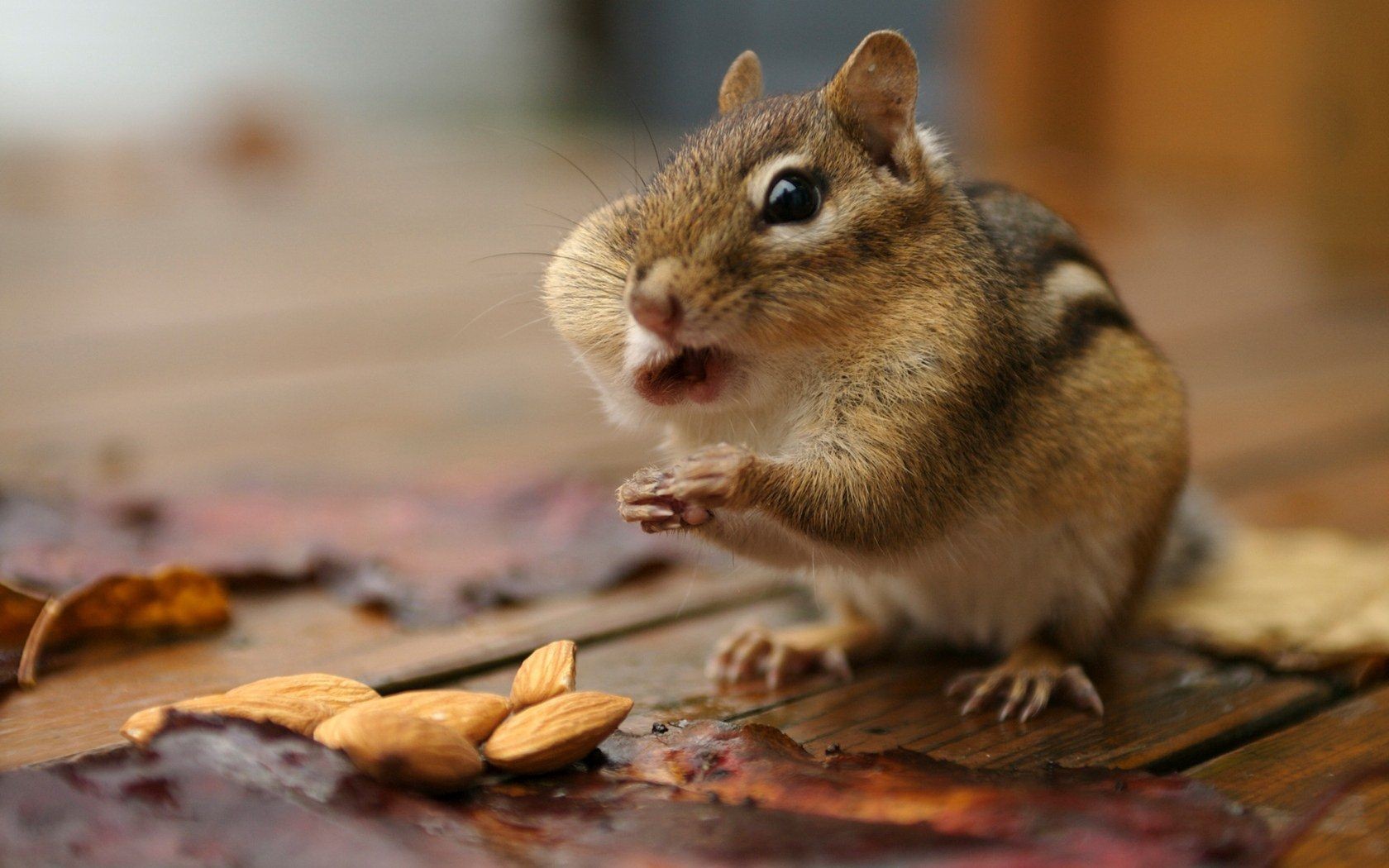 Cute chipmunk wallpaper #3 - 1680x1050