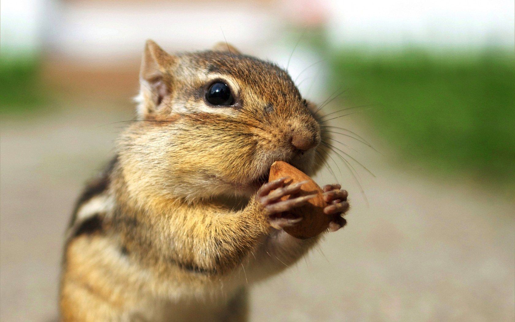 Cute chipmunk wallpaper #15 - 1680x1050