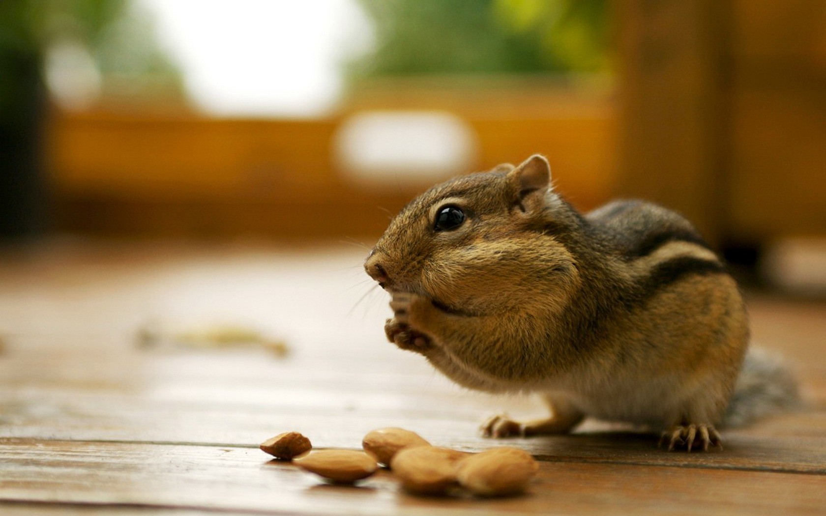 Cute wallpaper chipmunk #20 - 1680x1050