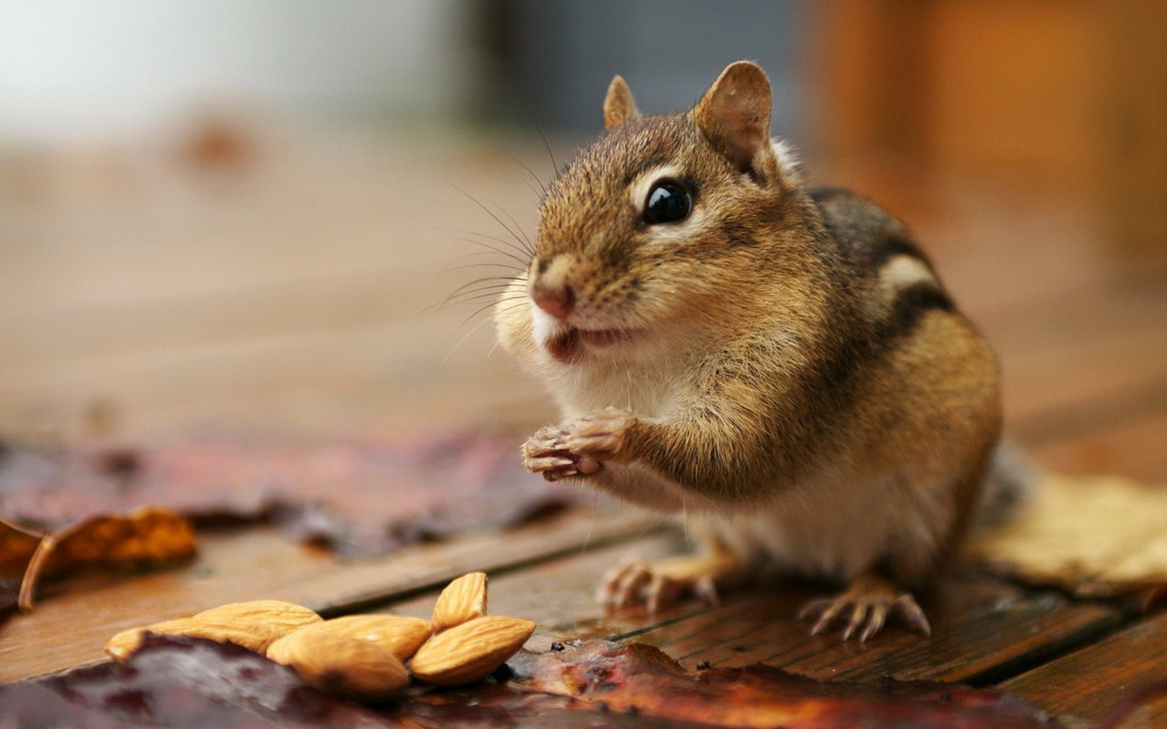 Cute Chipmunk Tapete #22 - 1680x1050