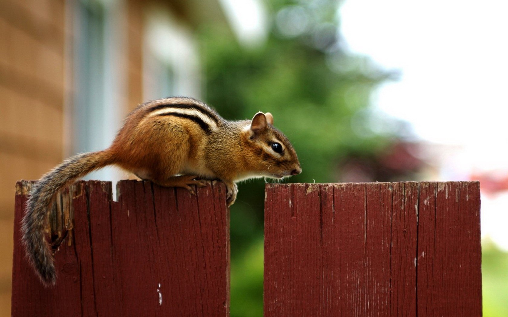 Cute Chipmunk Tapete #24 - 1680x1050