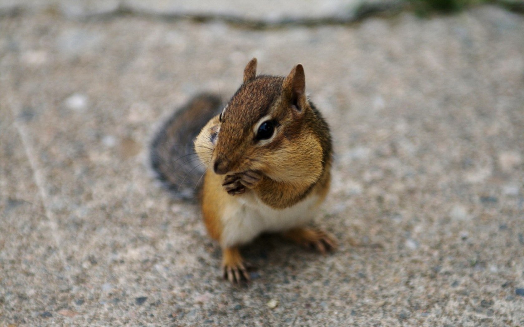 Cute Chipmunk Tapete #25 - 1680x1050