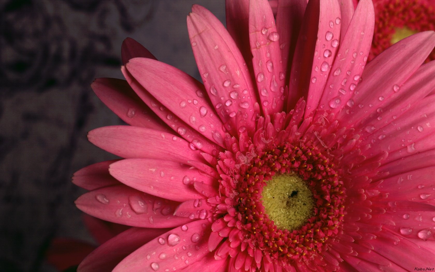 Fond d'écran de fleurs d'intérieur (2) #22 - 1680x1050