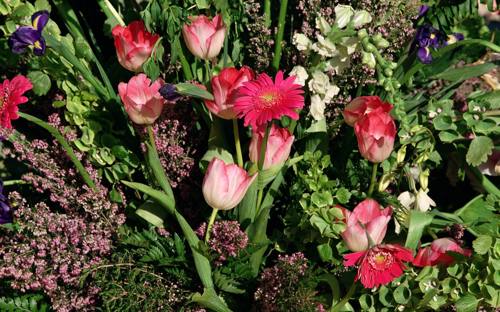 Fond d'écran de fleurs d'intérieur (2) #36 - 1680x1050