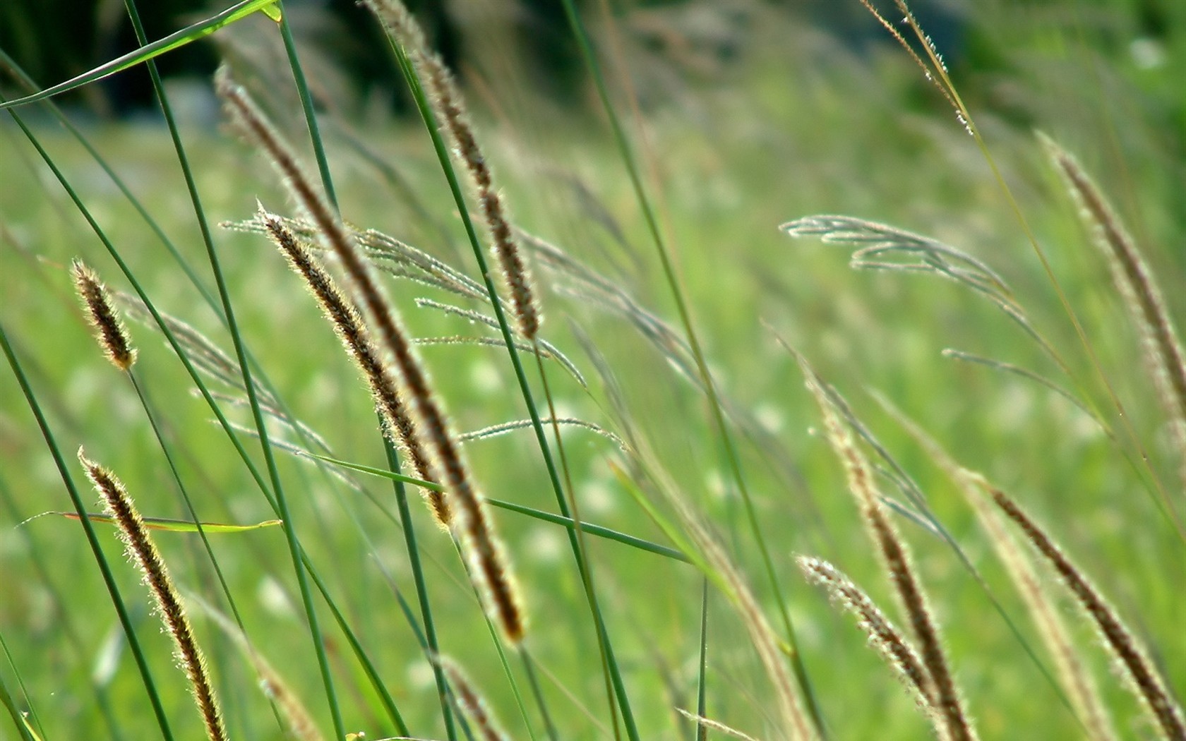 Vista 植物壁紙(五) #35 - 1680x1050