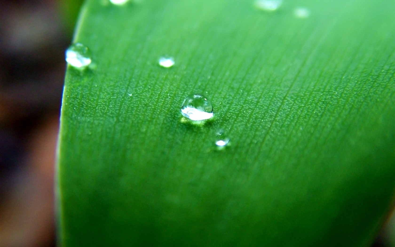 Vista 植物壁紙(五) #36 - 1680x1050