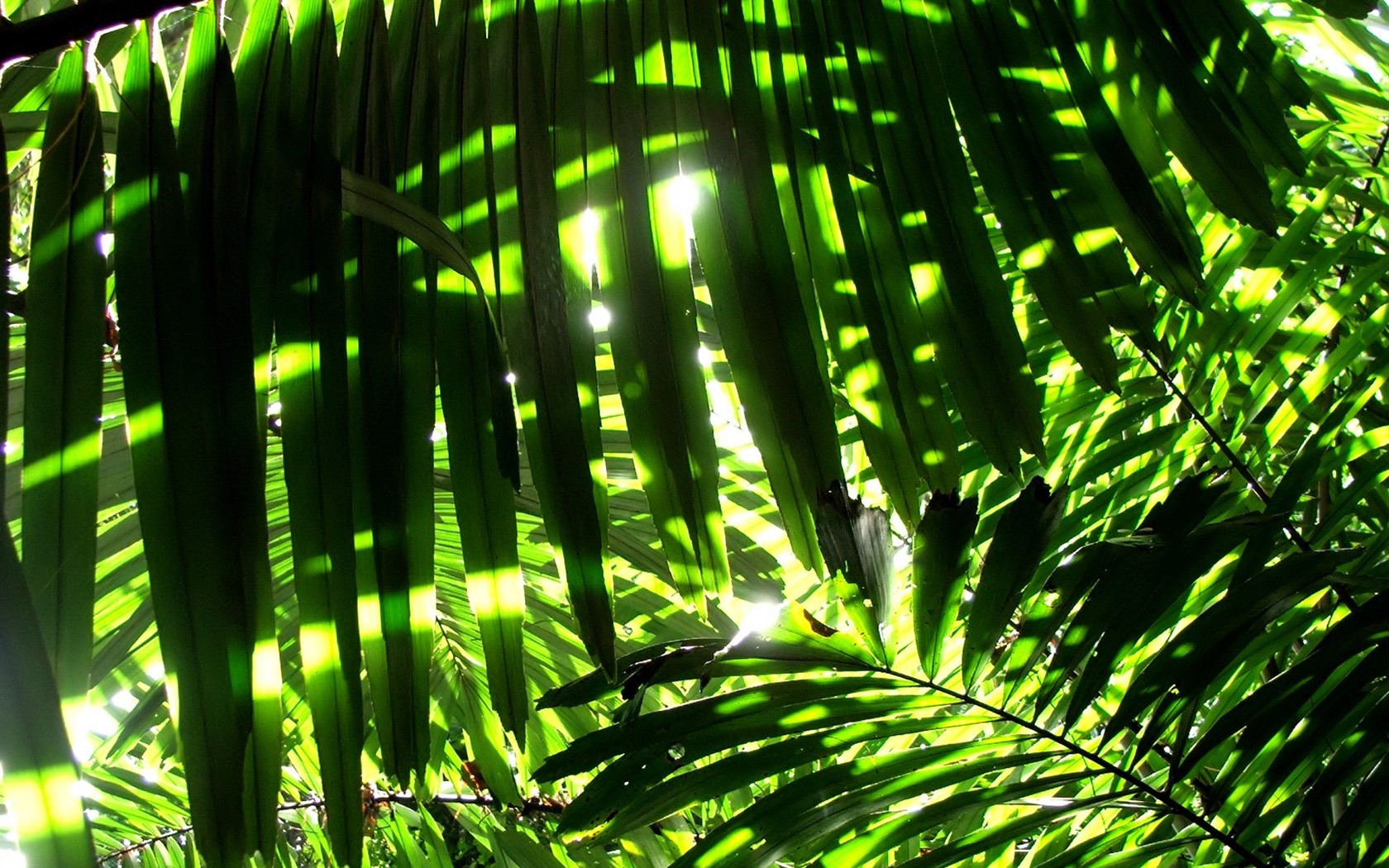 Vista Plant wallpaper (8) #13 - 1680x1050