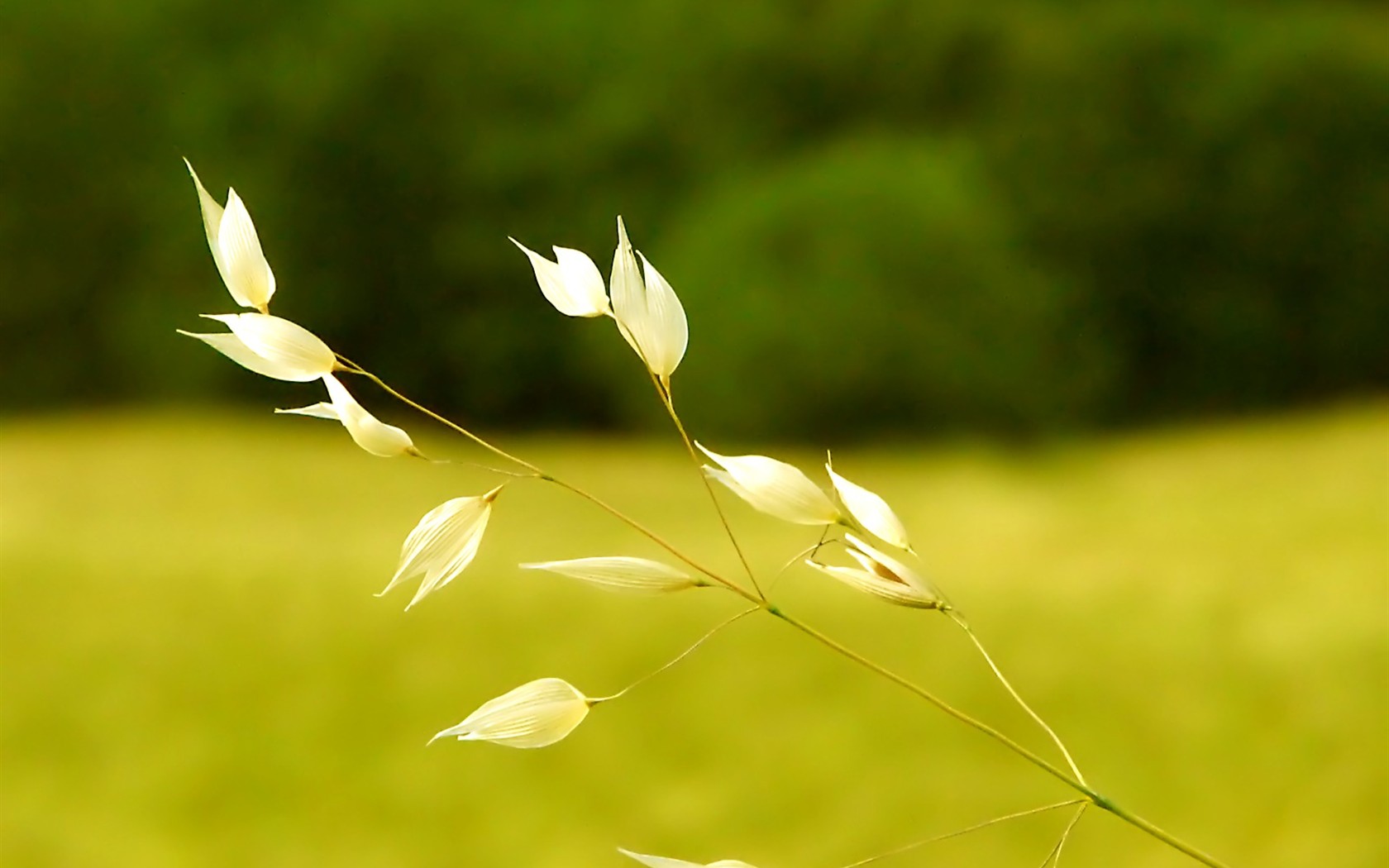 Vista 植物壁紙(八) #25 - 1680x1050