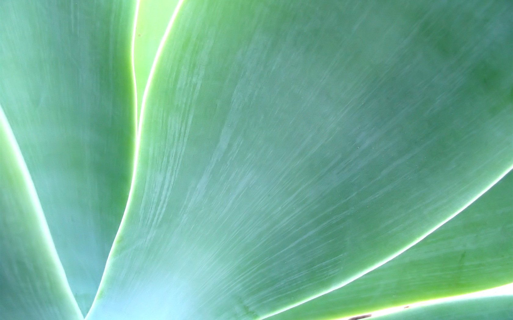 Vista 植物壁紙(八) #27 - 1680x1050