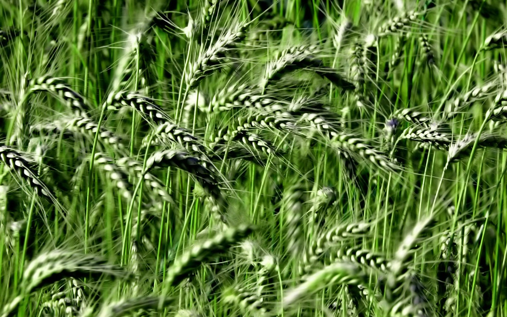 Vista rostlin tapetu (8) #37 - 1680x1050
