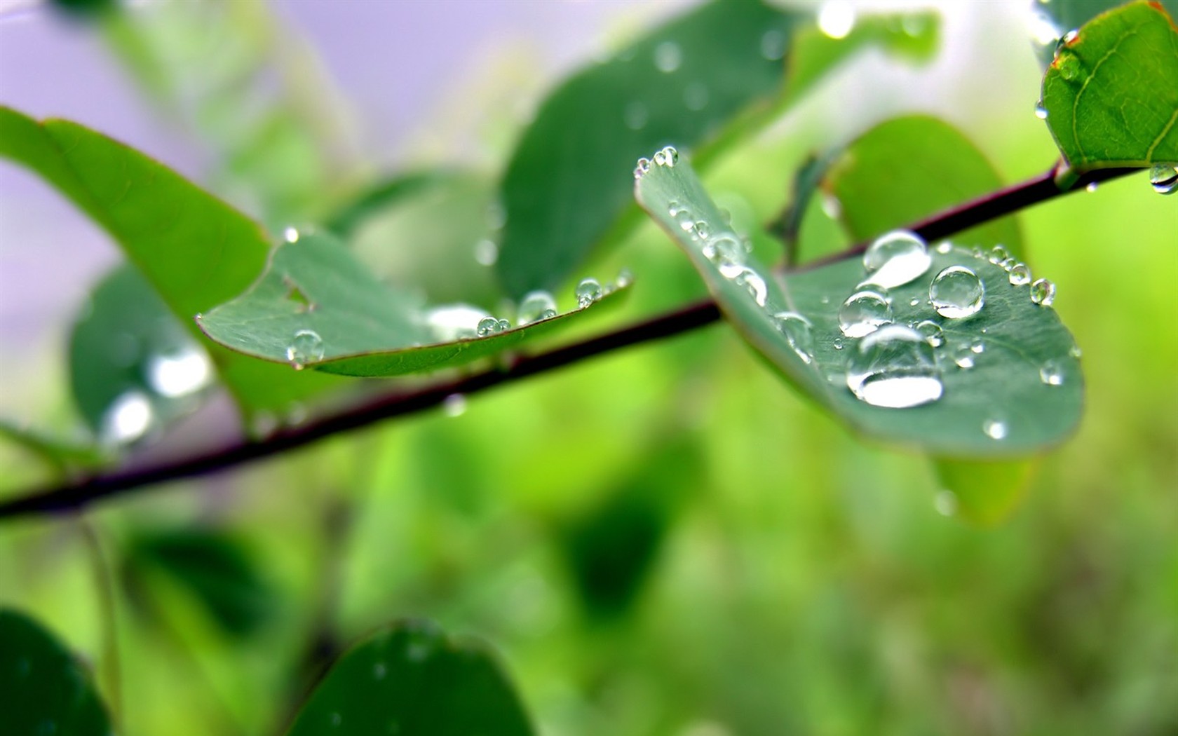 Vista Plant wallpaper (8) #38 - 1680x1050