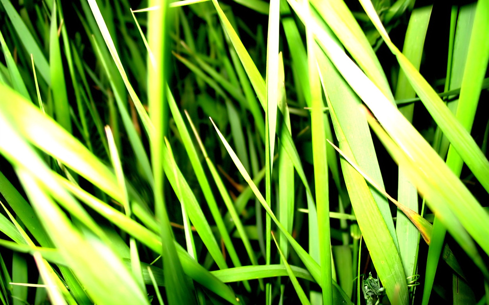 Vista 植物壁紙(八) #39 - 1680x1050