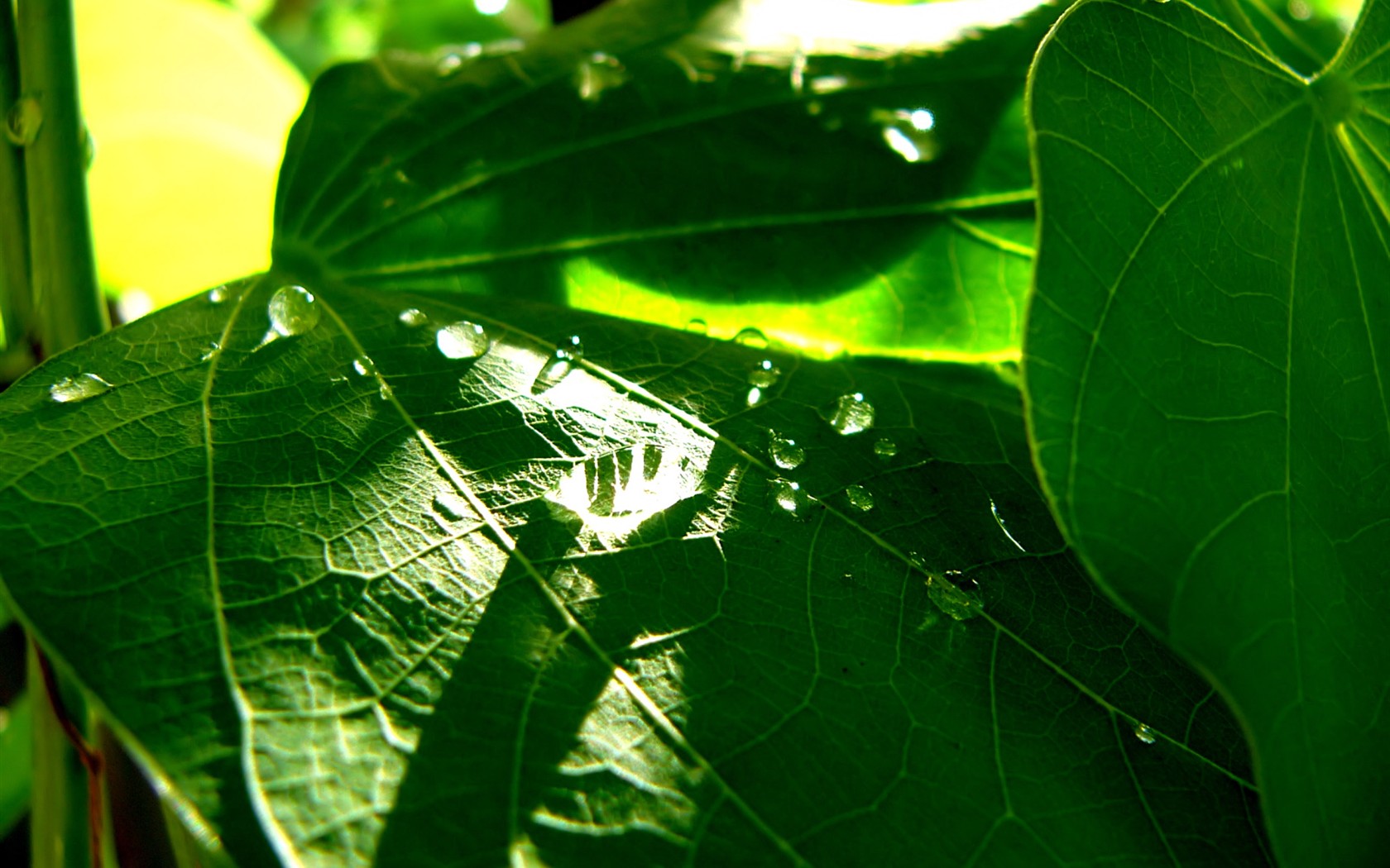 Vista 植物壁紙(八) #40 - 1680x1050
