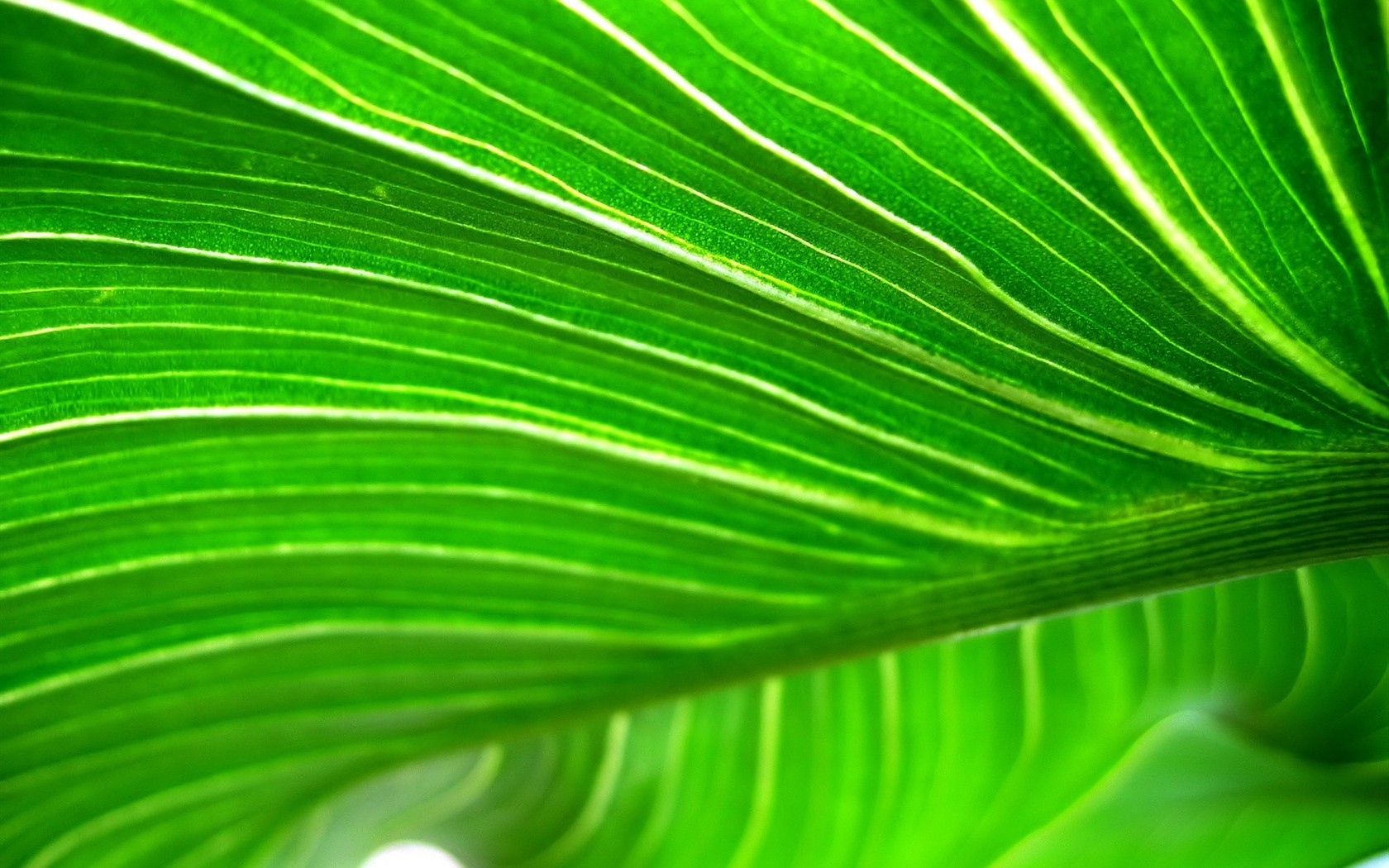 Vista 植物壁紙(九) #17 - 1680x1050