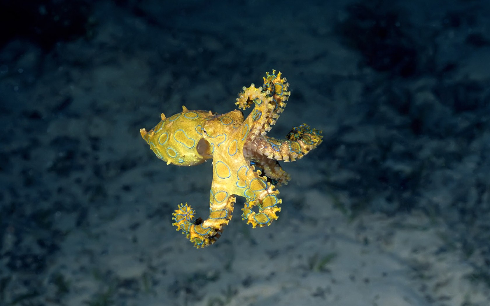 Fun Underwater World (1) #10 - 1680x1050