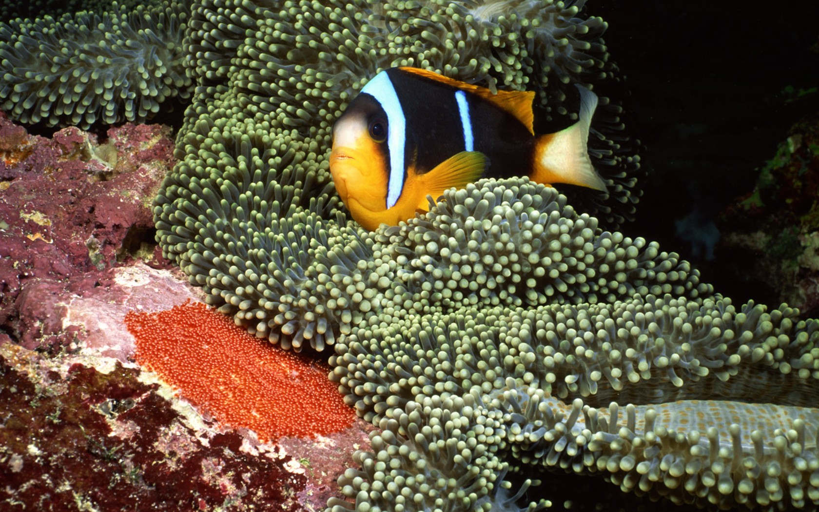 Zábava Underwater World (2) #1 - 1680x1050