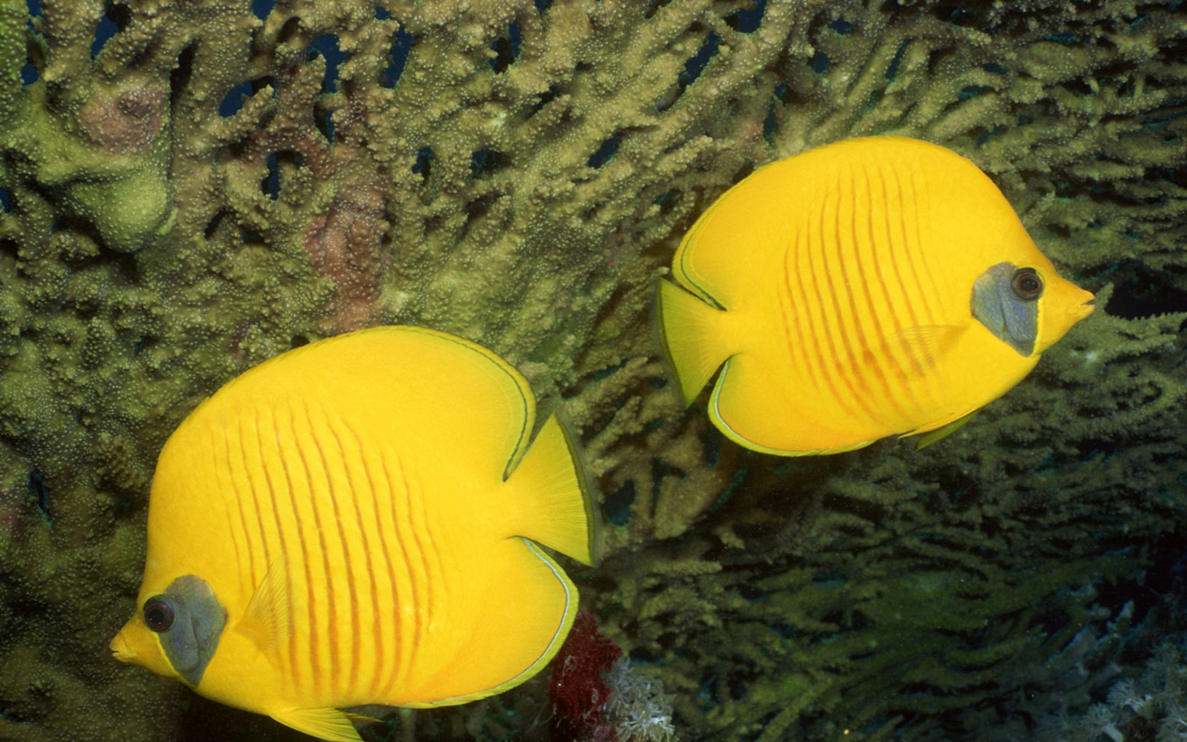 Zábava Underwater World (2) #6 - 1680x1050