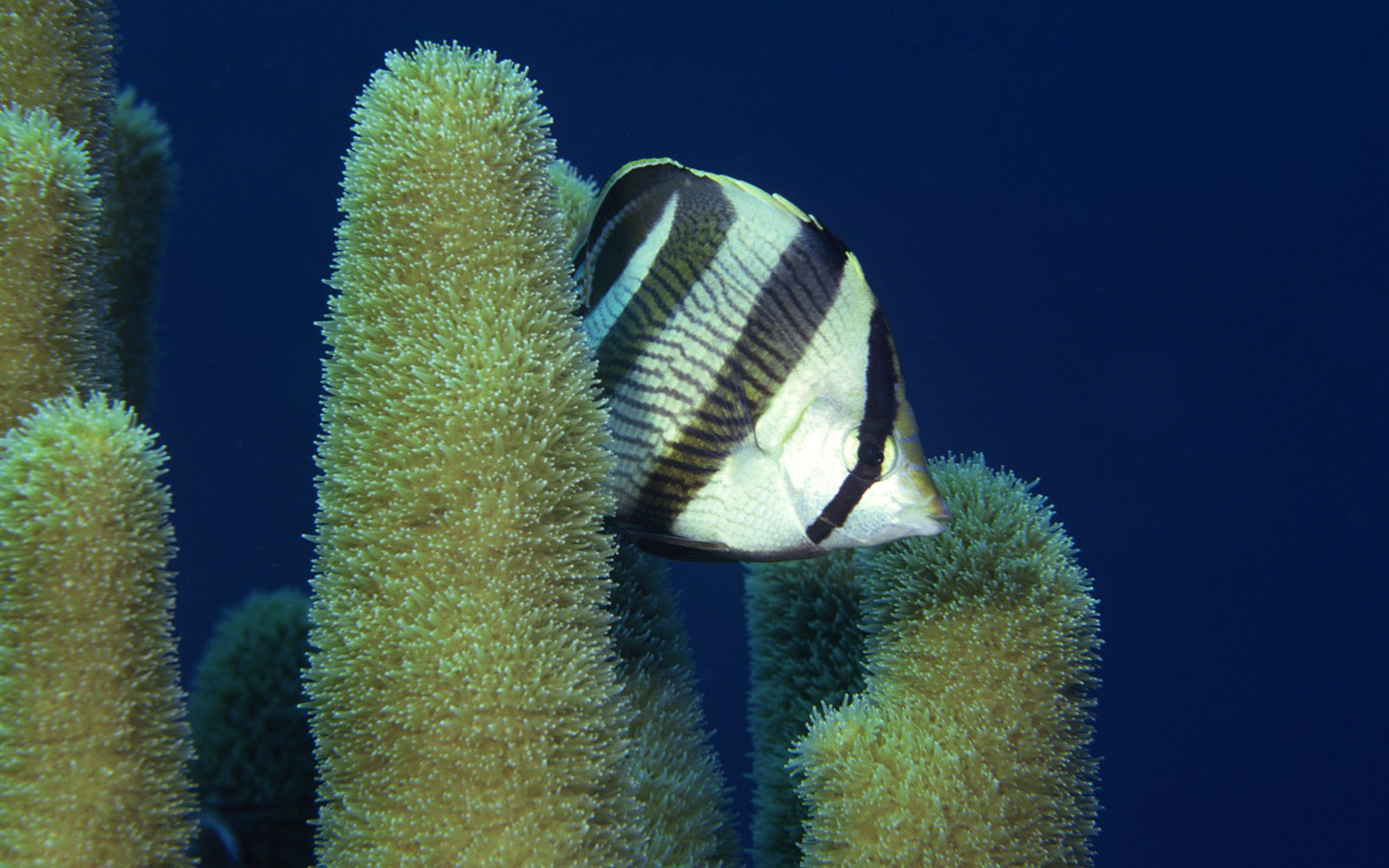 Zábava Underwater World (2) #7 - 1680x1050