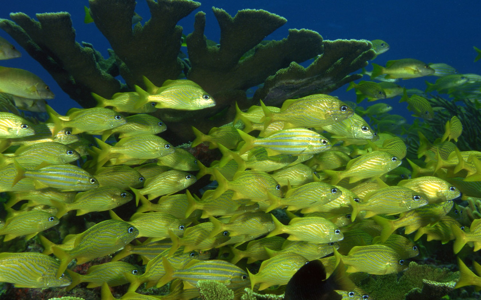 Zábava Underwater World (2) #14 - 1680x1050