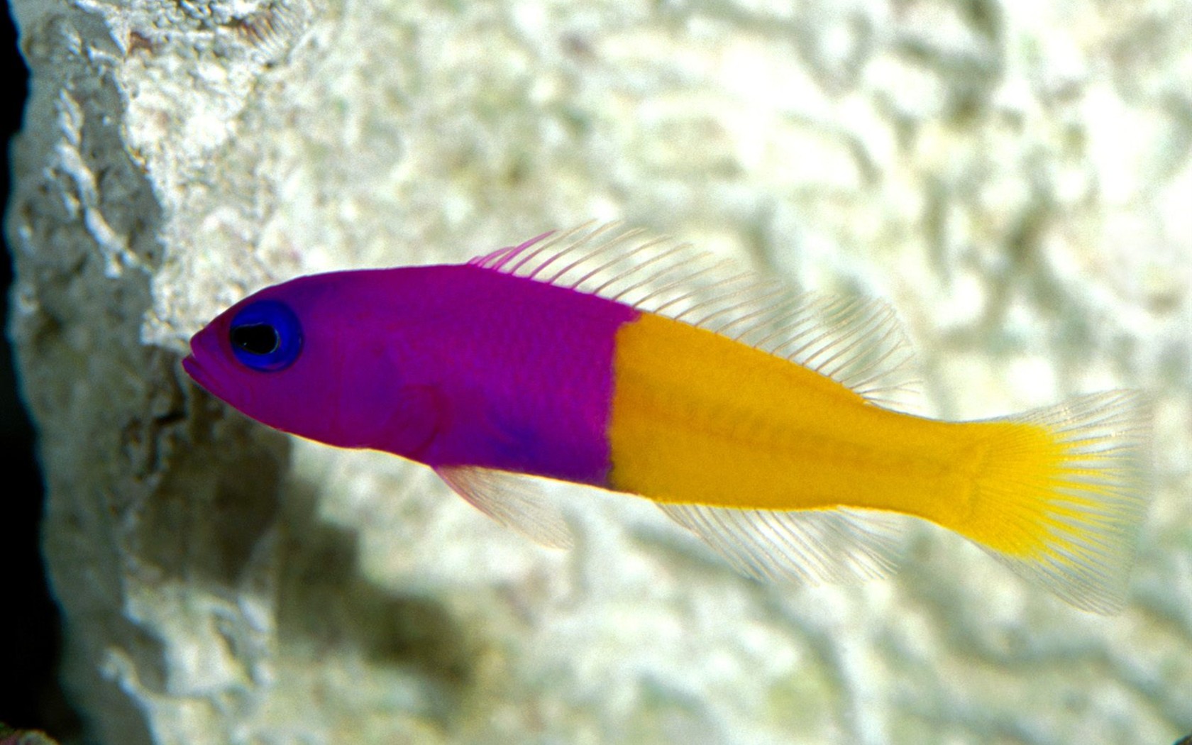Marine Life Wallpaper Selection (1) #4 - 1680x1050