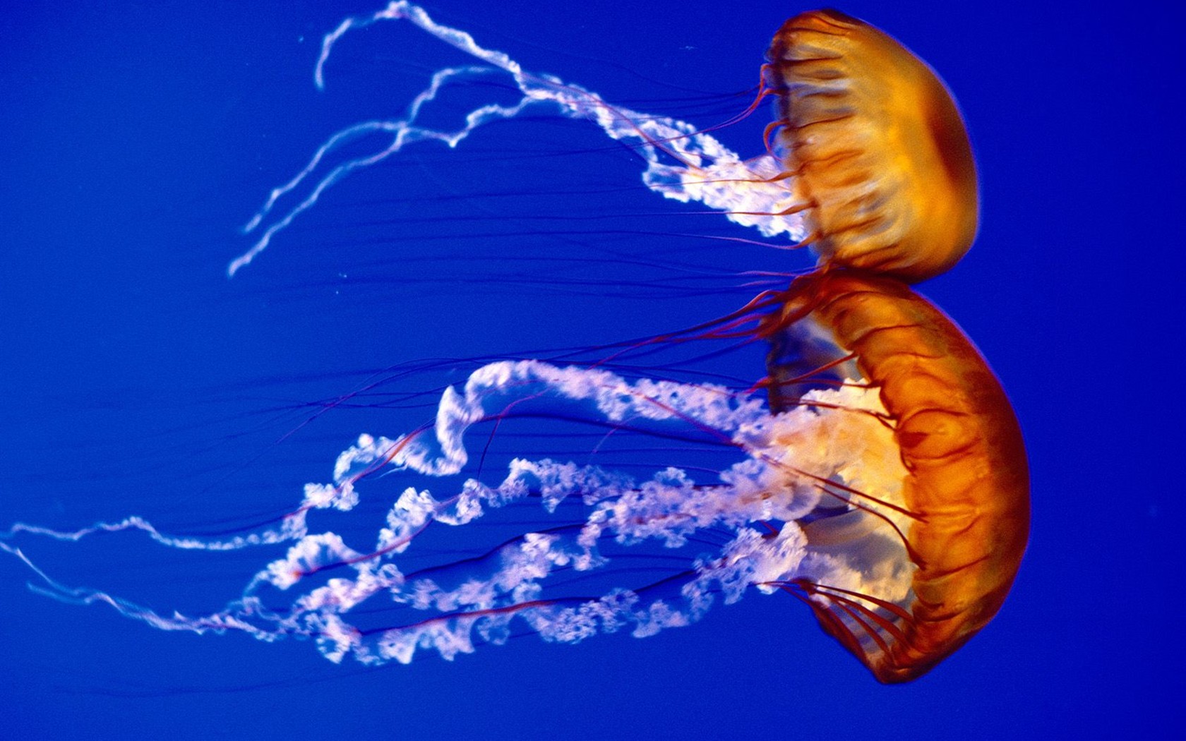 Marine Life Wallpaper Selection (1) #15 - 1680x1050