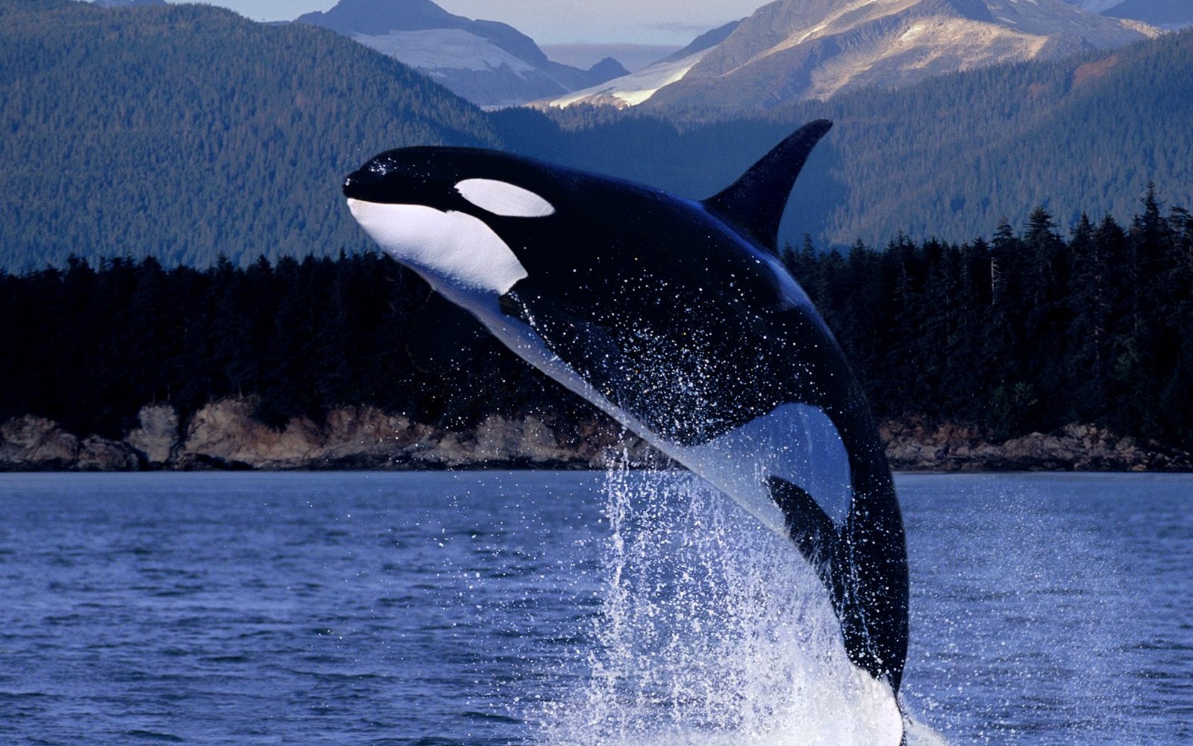 Marine Life Wallpaper Selection (1) #18 - 1680x1050