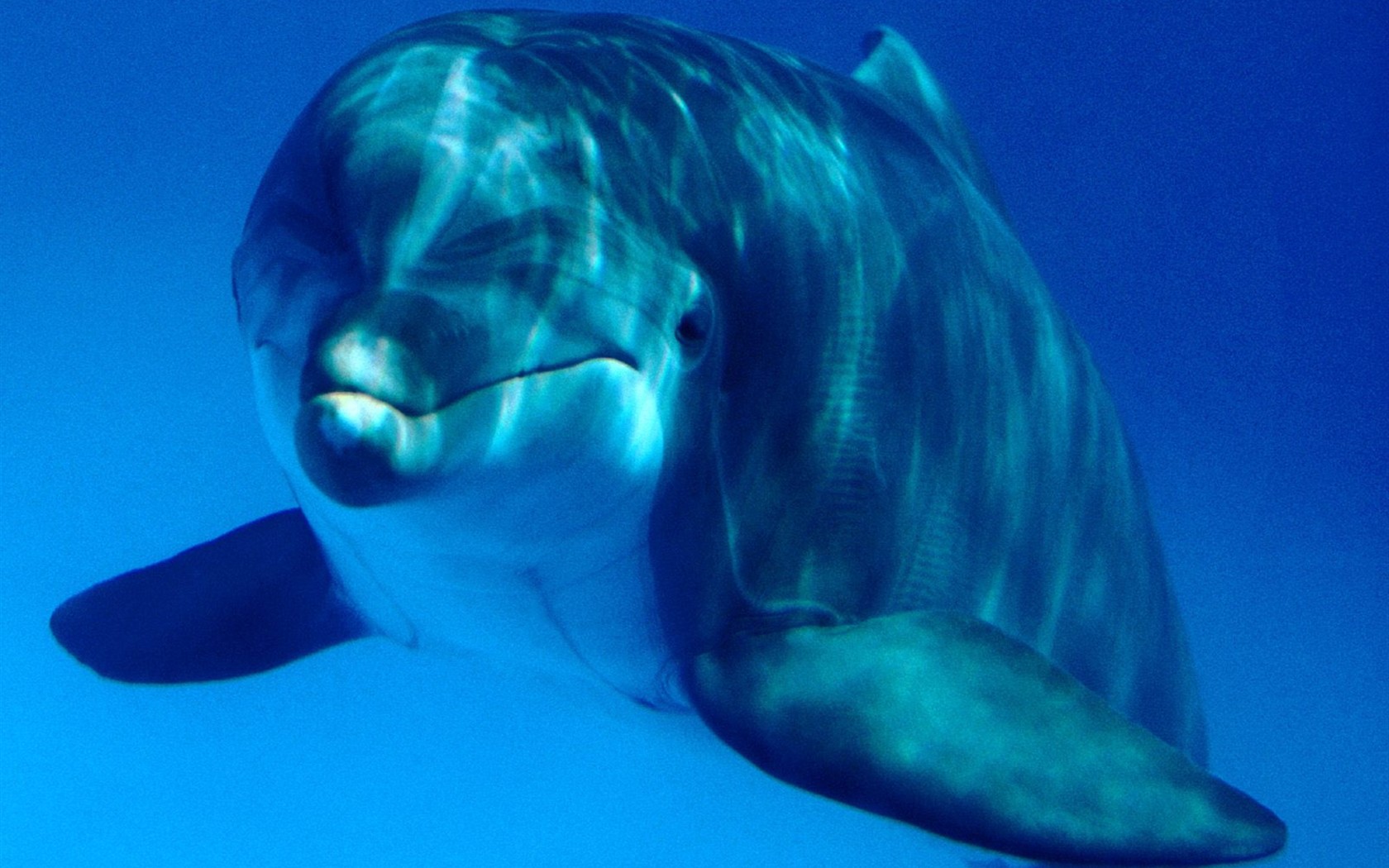 海洋生物壁纸精选(二)13 - 1680x1050