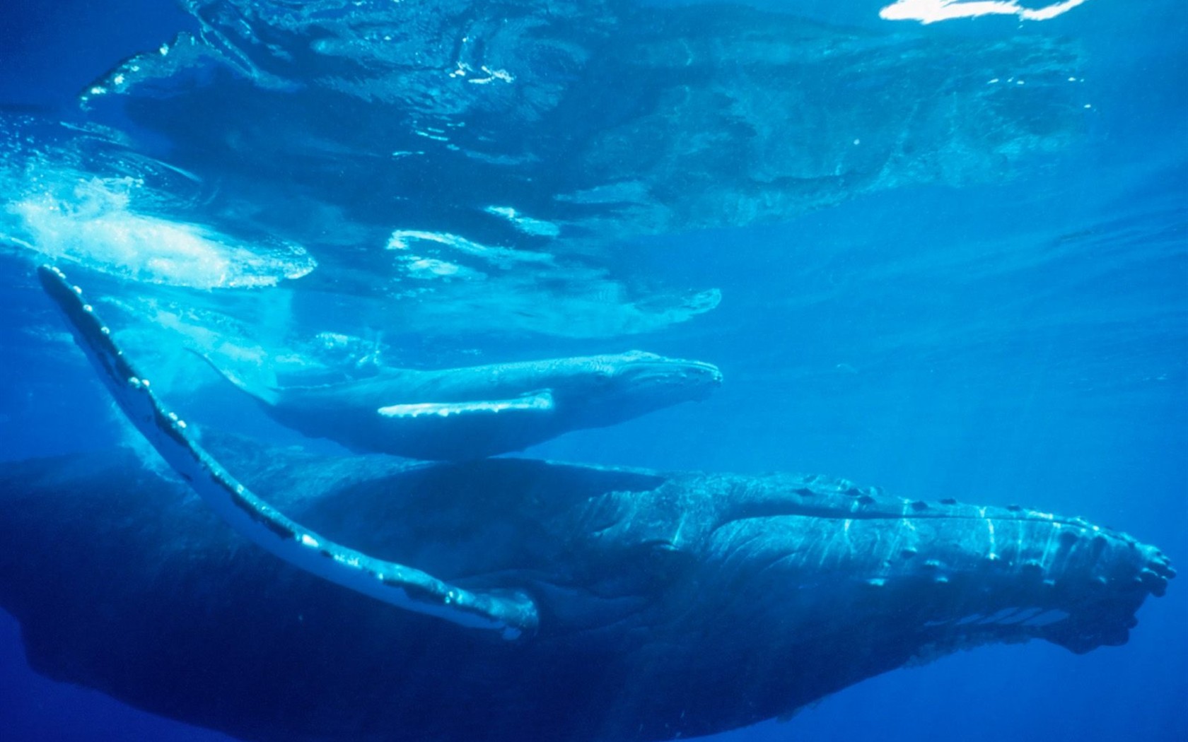 海洋生物壁紙精選(二) #33 - 1680x1050