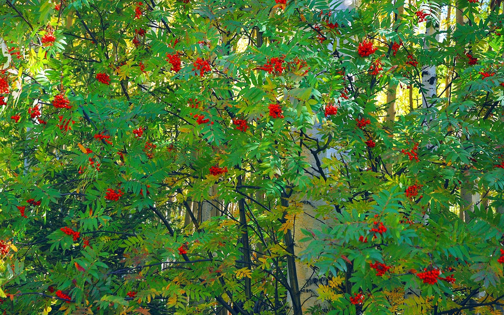 Krásné přírodní scenérie na Sibiři #4 - 1680x1050