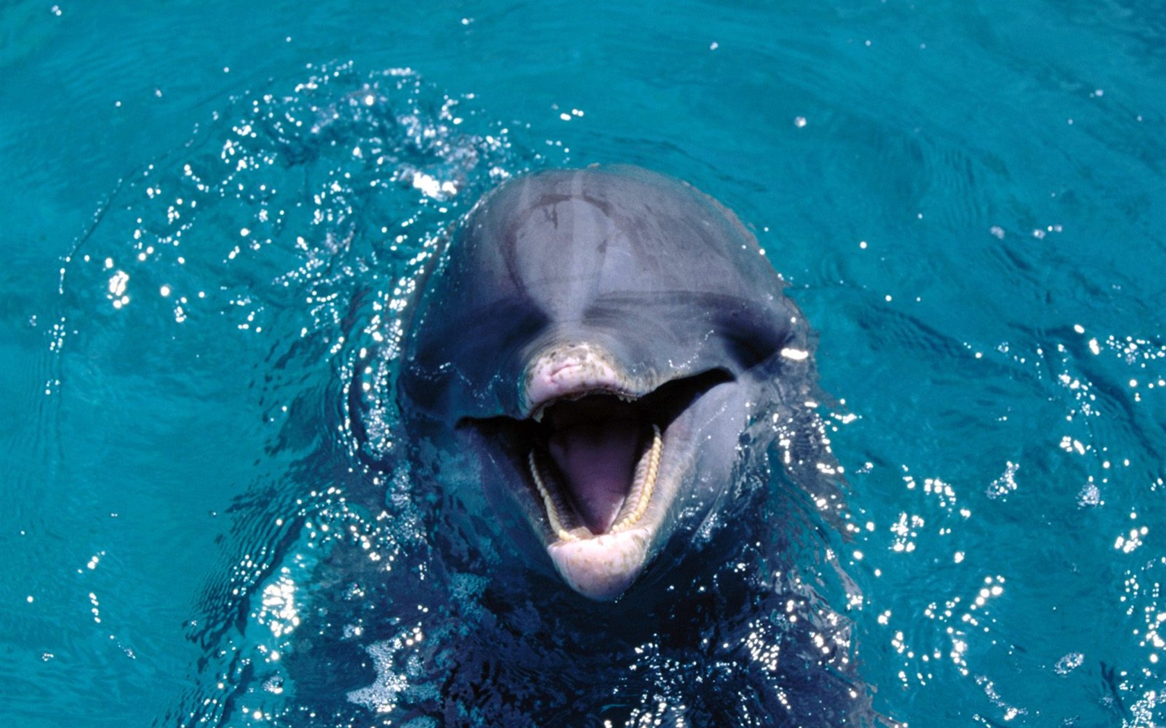 Marine Life Wallpaper Selection (3) #2 - 1680x1050