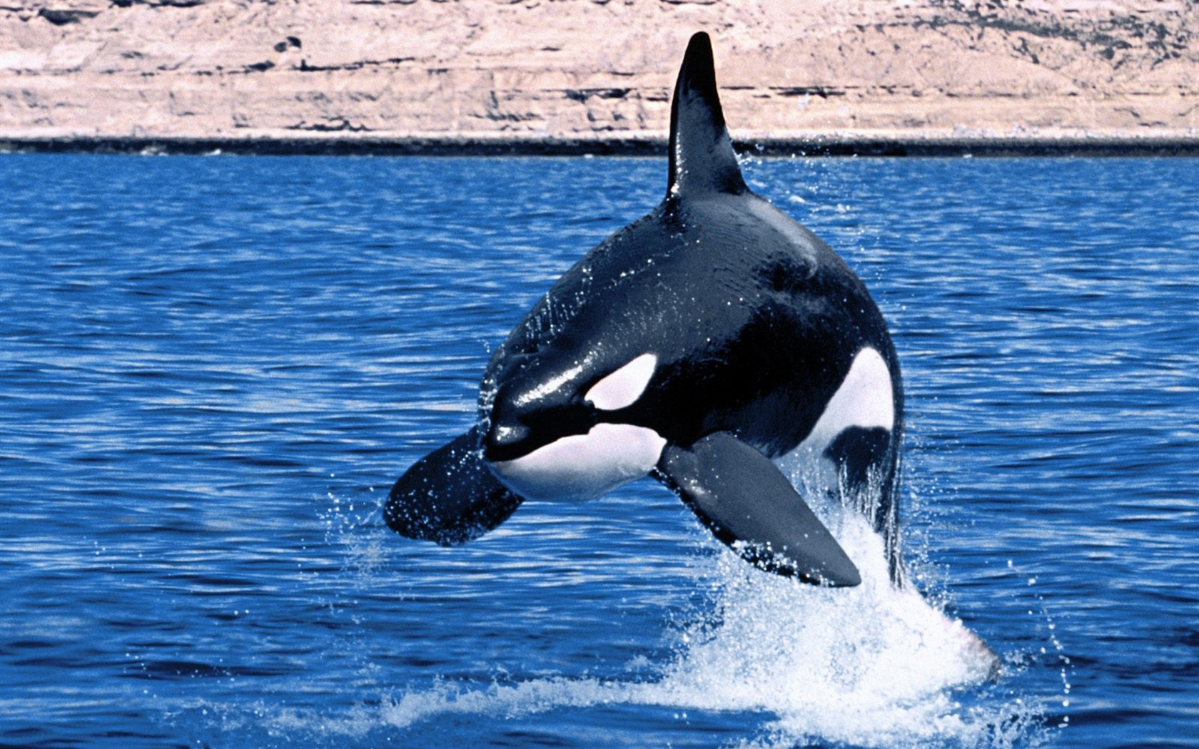 Marine Life Wallpaper Selection (3) #4 - 1680x1050