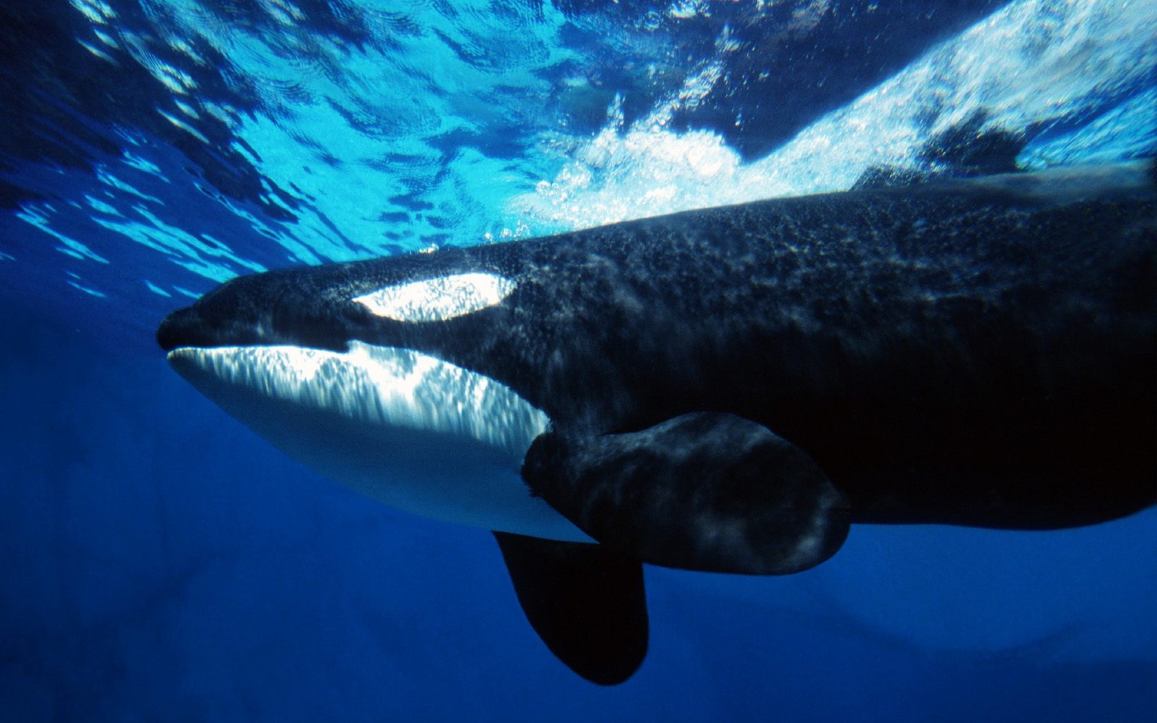 Marine Life Wallpaper Selection (3) #7 - 1680x1050