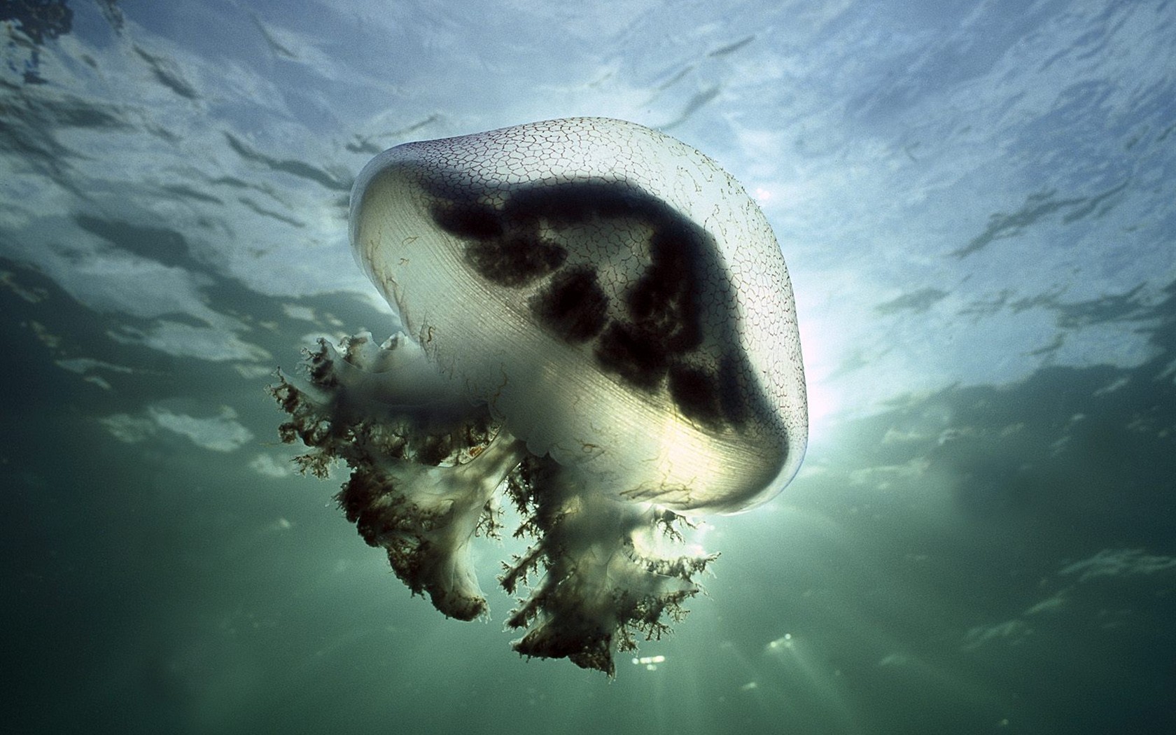 Marine Life Wallpaper Selection (3) #13 - 1680x1050