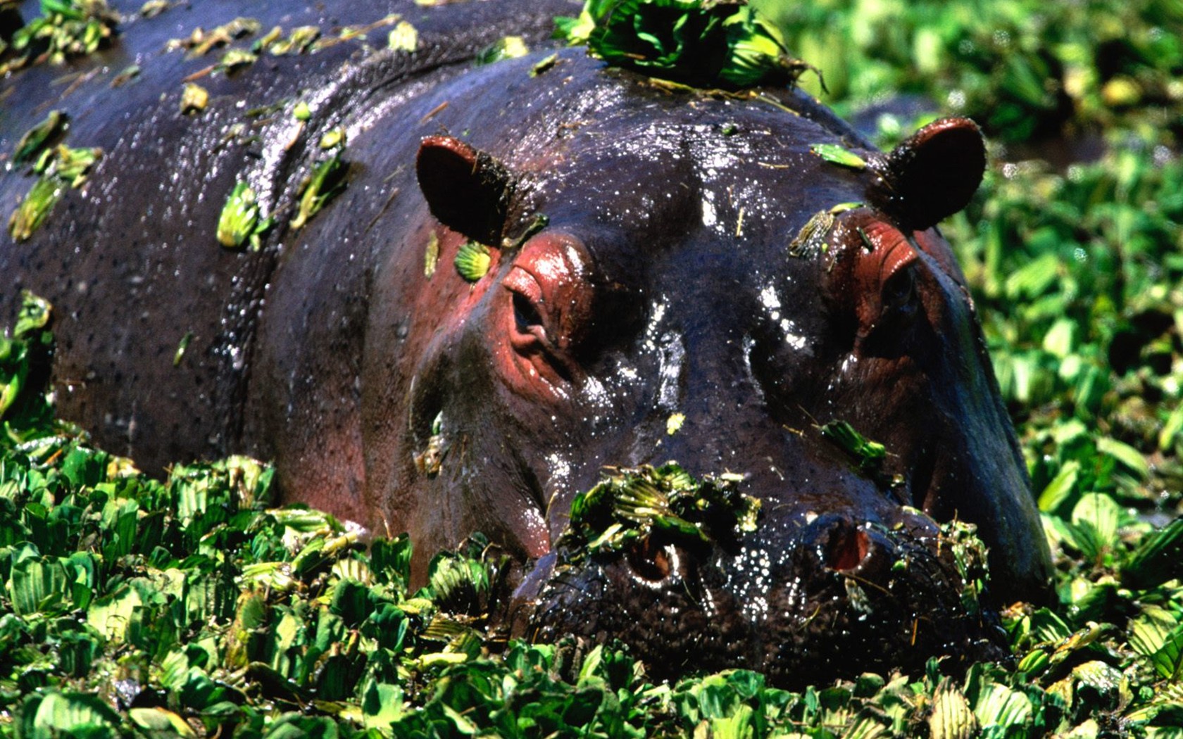 Hippo Photo Wallpaper #4 - 1680x1050