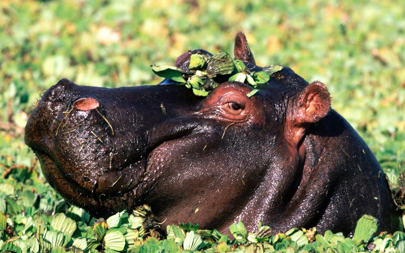 Hippo Foto Wallpaper #6 - 1680x1050