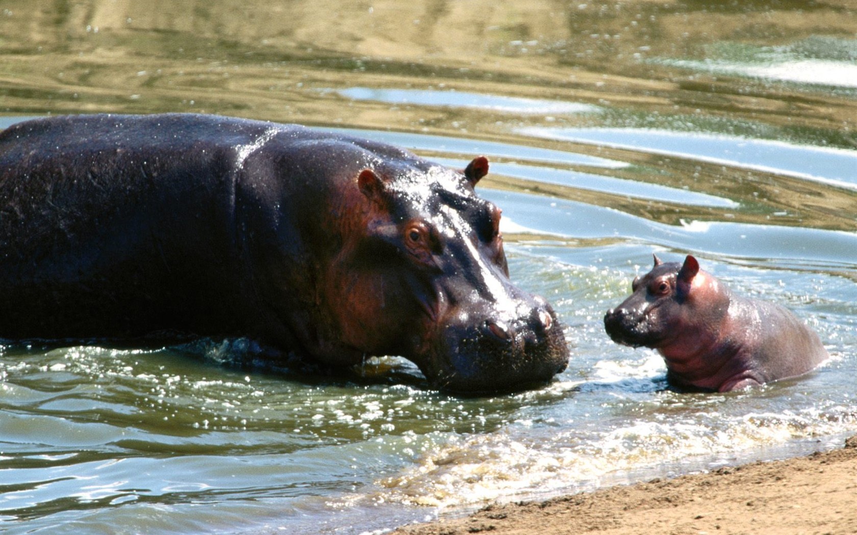 Hippo Foto Wallpaper #7 - 1680x1050