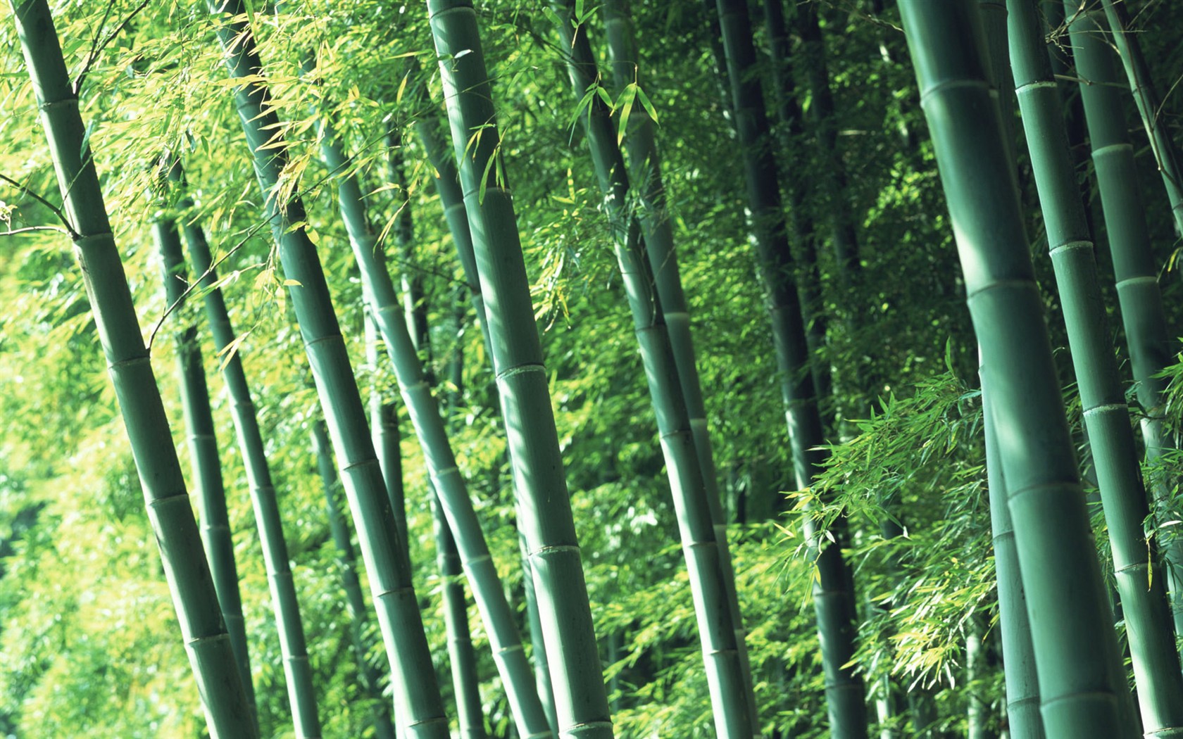 Papel tapiz verde de bambú #2 - 1680x1050